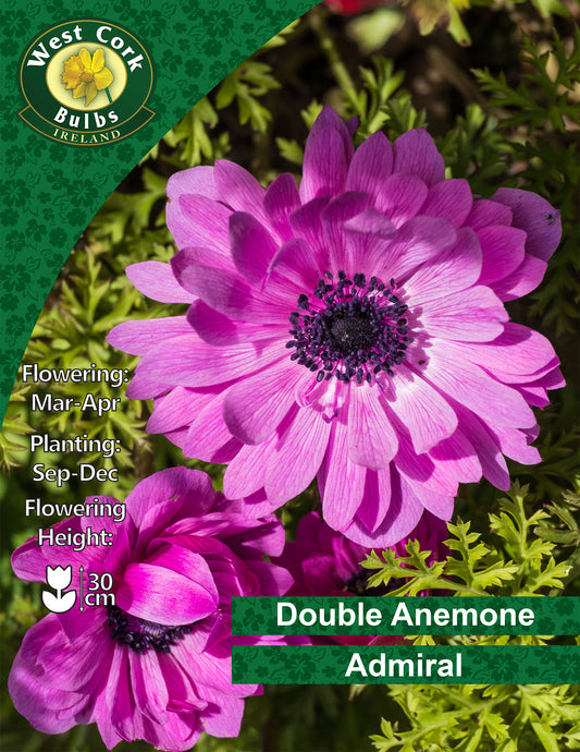Double Anemone Admiral - Green's of Ireland Online Garden Shop. Anemones, West Cork Bulbs, Daffodil Bulbs, Tulip Bulbs, Crocus Bulbs, Autumn Bulbs, Bulbs, Cheap Bulbs