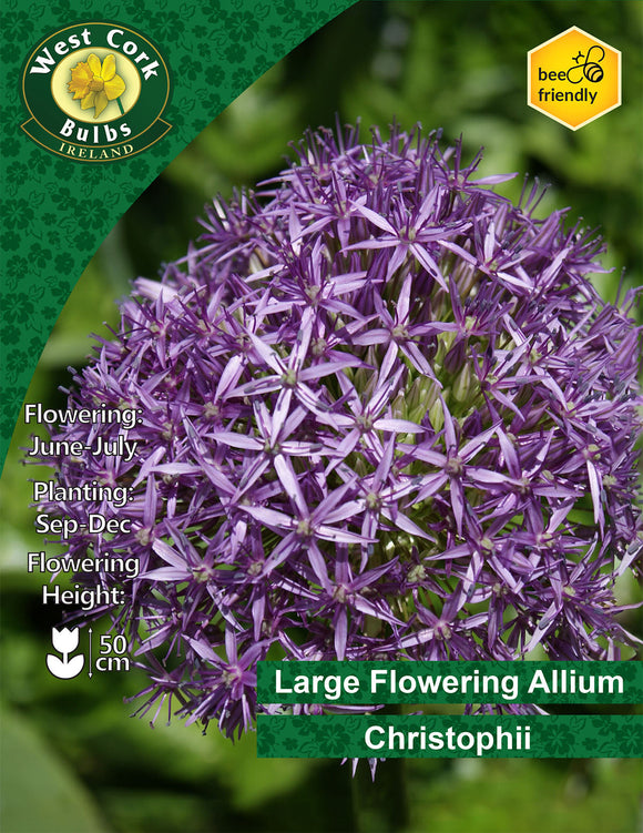 Allium Christophii 20 Bulbs