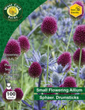 Allium Drumstick - Green's of Ireland Online Garden Shop. Allium, West Cork Bulbs, Daffodil Bulbs, Tulip Bulbs, Crocus Bulbs, Autumn Bulbs, Bulbs, Cheap Bulbs