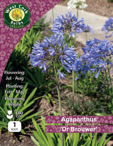 Agapanthus 'Dr Brouwer' - Green's of Ireland Online Garden Shop.  Flower Bulbs, West Cork Bulbs, Daffodil Bulbs, Tulip Bulbs, Crocus Bulbs, Autumn Bulbs, Bulbs, Cheap Bulbs
