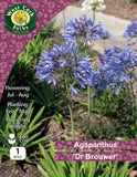 Agapanthus 'Dr Brouwer' - Green's of Ireland Online Garden Shop.  Flower Bulbs, West Cork Bulbs, Daffodil Bulbs, Tulip Bulbs, Crocus Bulbs, Autumn Bulbs, Bulbs, Cheap Bulbs