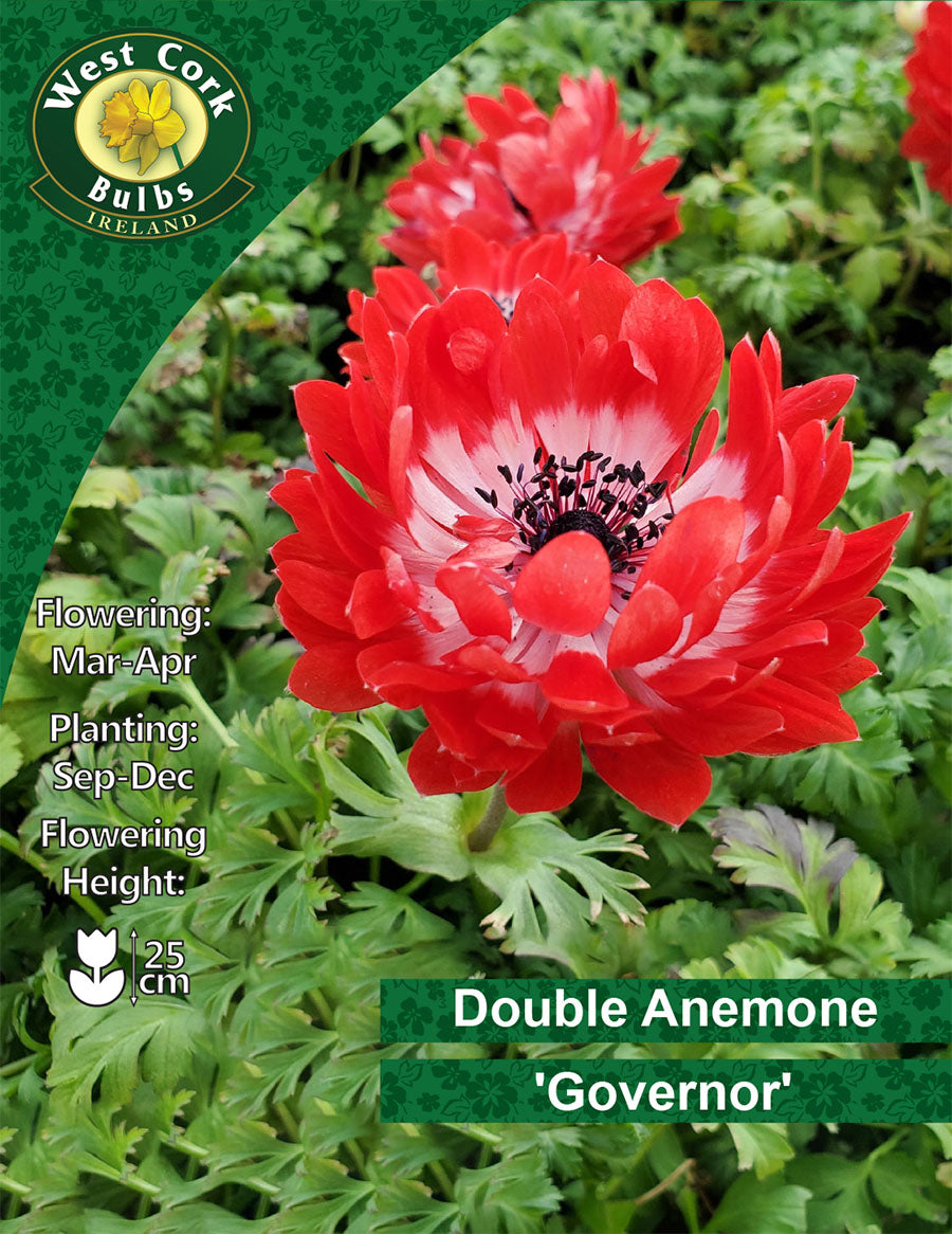 Double Anemone 'The Governor' - Green's of Ireland Online Garden Shop.  Anemones, West Cork Bulbs, Daffodil Bulbs, Tulip Bulbs, Crocus Bulbs, Autumn Bulbs, Bulbs, Cheap Bulbs