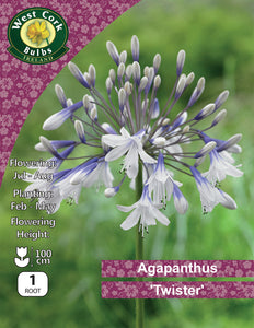 Agapanthus 'Twister' - Green's of Ireland Online Garden Shop.  Flower Bulbs, West Cork Bulbs, Daffodil Bulbs, Tulip Bulbs, Crocus Bulbs, Autumn Bulbs, Bulbs, Cheap Bulbs