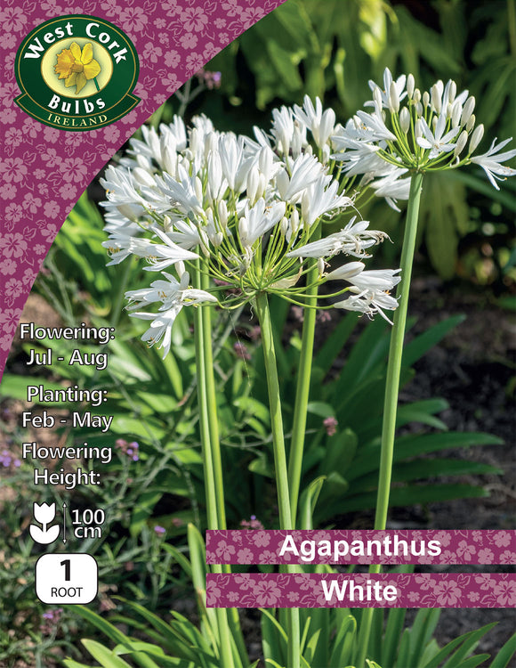 Agapanthus White - Green's of Ireland Online Garden Shop.  Flower Bulbs, West Cork Bulbs, Daffodil Bulbs, Tulip Bulbs, Crocus Bulbs, Autumn Bulbs, Bulbs, Cheap Bulbs