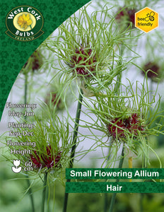 Allium Hair - Green's of Ireland Online Garden Shop. Allium, West Cork Bulbs, Daffodil Bulbs, Tulip Bulbs, Crocus Bulbs, Autumn Bulbs, Bulbs, Cheap Bulbs