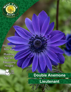 Double Anemone Lieutenant - Green's of Ireland Online Garden Shop. Anemones, West Cork Bulbs, Daffodil Bulbs, Tulip Bulbs, Crocus Bulbs, Autumn Bulbs, Bulbs, Cheap Bulbs