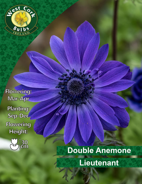Double Anemone Lieutenant - Green's of Ireland Online Garden Shop. Anemones, West Cork Bulbs, Daffodil Bulbs, Tulip Bulbs, Crocus Bulbs, Autumn Bulbs, Bulbs, Cheap Bulbs