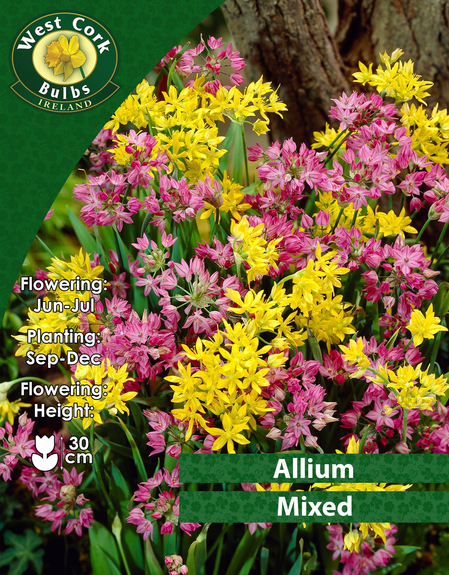 Allium Mixed - Green's of Ireland Online Garden Shop. Allium, West Cork Bulbs, Daffodil Bulbs, Tulip Bulbs, Crocus Bulbs, Autumn Bulbs, Bulbs, Cheap Bulbs