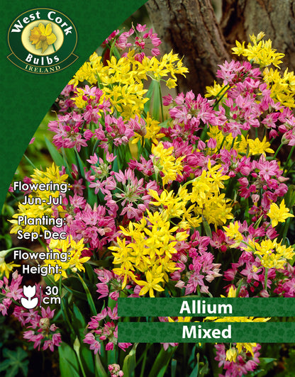 Allium Mixed - Green's of Ireland Online Garden Shop. Allium, West Cork Bulbs, Daffodil Bulbs, Tulip Bulbs, Crocus Bulbs, Autumn Bulbs, Bulbs, Cheap Bulbs
