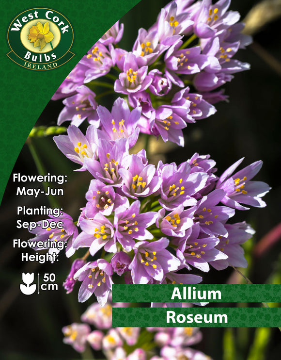 Allium Roseum - Green's of Ireland Online Garden Shop. Allium, West Cork Bulbs, Daffodil Bulbs, Tulip Bulbs, Crocus Bulbs, Autumn Bulbs, Bulbs, Cheap Bulbs