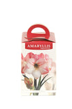 Amaryllis Apple Blossom - Green's of Ireland Online Garden Shop.  Amaryllis, West Cork Bulbs, Daffodil Bulbs, Tulip Bulbs, Crocus Bulbs, Autumn Bulbs, Bulbs, Cheap Bulbs
