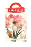 Amaryllis Apple Blossom - Green's of Ireland Online Garden Shop.  Amaryllis, West Cork Bulbs, Daffodil Bulbs, Tulip Bulbs, Crocus Bulbs, Autumn Bulbs, Bulbs, Cheap Bulbs