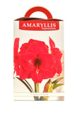 Amaryllis Red Lion - Green's of Ireland Online Garden Shop.  Amaryllis, West Cork Bulbs, Daffodil Bulbs, Tulip Bulbs, Crocus Bulbs, Autumn Bulbs, Bulbs, Cheap Bulbs