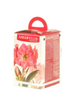 Amaryllis Double Dream - Green's of Ireland Online Garden Shop.  Amaryllis, West Cork Bulbs, Daffodil Bulbs, Tulip Bulbs, Crocus Bulbs, Autumn Bulbs, Bulbs, Cheap Bulbs