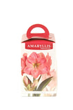 Amaryllis Double Dream - Green's of Ireland Online Garden Shop.  Amaryllis, West Cork Bulbs, Daffodil Bulbs, Tulip Bulbs, Crocus Bulbs, Autumn Bulbs, Bulbs, Cheap Bulbs