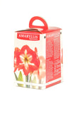 Amaryllis Nymph - Green's of Ireland Online Garden Shop.  Amaryllis, West Cork Bulbs, Daffodil Bulbs, Tulip Bulbs, Crocus Bulbs, Autumn Bulbs, Bulbs, Cheap Bulbs