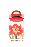 Amaryllis Nymph - Green's of Ireland Online Garden Shop.  Amaryllis, West Cork Bulbs, Daffodil Bulbs, Tulip Bulbs, Crocus Bulbs, Autumn Bulbs, Bulbs, Cheap Bulbs