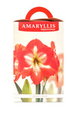 Amaryllis Nymph - Green's of Ireland Online Garden Shop.  Amaryllis, West Cork Bulbs, Daffodil Bulbs, Tulip Bulbs, Crocus Bulbs, Autumn Bulbs, Bulbs, Cheap Bulbs