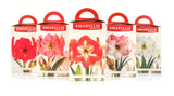 Amaryllis Nymph - Green's of Ireland Online Garden Shop.  Amaryllis, West Cork Bulbs, Daffodil Bulbs, Tulip Bulbs, Crocus Bulbs, Autumn Bulbs, Bulbs, Cheap Bulbs
