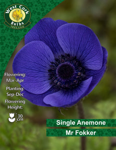Single Anemone Mr. Fokker - Green's of Ireland Online Garden Shop. Anemones, West Cork Bulbs, Daffodil Bulbs, Tulip Bulbs, Crocus Bulbs, Autumn Bulbs, Bulbs, Cheap Bulbs