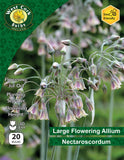 Allium Nectaroscordum - Green's of Ireland Online Garden Shop. Allium, West Cork Bulbs, Daffodil Bulbs, Tulip Bulbs, Crocus Bulbs, Autumn Bulbs, Bulbs, Cheap Bulbs
