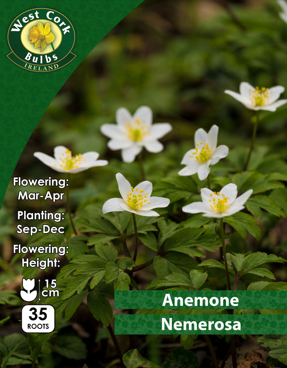 Anemone Nemorosa - Green's of Ireland Online Garden Shop. Anemones, West Cork Bulbs, Daffodil Bulbs, Tulip Bulbs, Crocus Bulbs, Autumn Bulbs, Bulbs, Cheap Bulbs