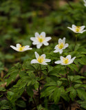Anemone Nemorosa - Green's of Ireland Online Garden Shop. Anemones, West Cork Bulbs, Daffodil Bulbs, Tulip Bulbs, Crocus Bulbs, Autumn Bulbs, Bulbs, Cheap Bulbs