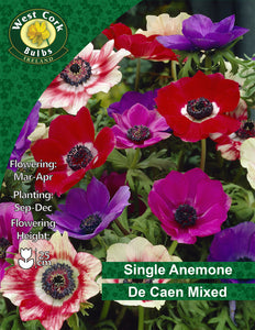 Single Anemone De Caen Mix - Green's of Ireland Online Garden Shop. Anemones, West Cork Bulbs, Daffodil Bulbs, Tulip Bulbs, Crocus Bulbs, Autumn Bulbs, Bulbs, Cheap Bulbs