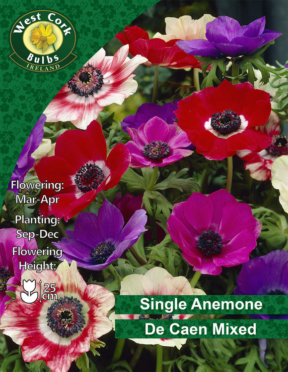 Single Anemone De Caen Mix - Green's of Ireland Online Garden Shop. Anemones, West Cork Bulbs, Daffodil Bulbs, Tulip Bulbs, Crocus Bulbs, Autumn Bulbs, Bulbs, Cheap Bulbs