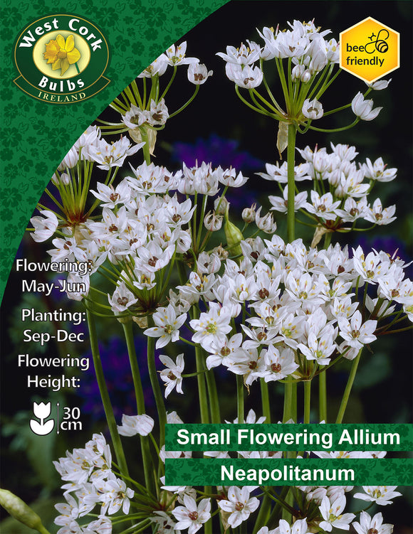 Allium Neapolitanum - Green's of Ireland Online Garden Shop. Allium, West Cork Bulbs, Daffodil Bulbs, Tulip Bulbs, Crocus Bulbs, Autumn Bulbs, Bulbs, Cheap Bulbs