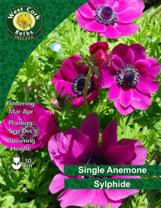 Single Anemone Sylphide - Green's of Ireland Online Garden Shop. Anemones, West Cork Bulbs, Daffodil Bulbs, Tulip Bulbs, Crocus Bulbs, Autumn Bulbs, Bulbs, Cheap Bulbs