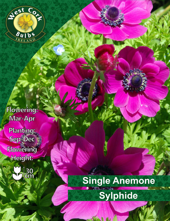 Single Anemone Sylphide - Green's of Ireland Online Garden Shop. Anemones, West Cork Bulbs, Daffodil Bulbs, Tulip Bulbs, Crocus Bulbs, Autumn Bulbs, Bulbs, Cheap Bulbs