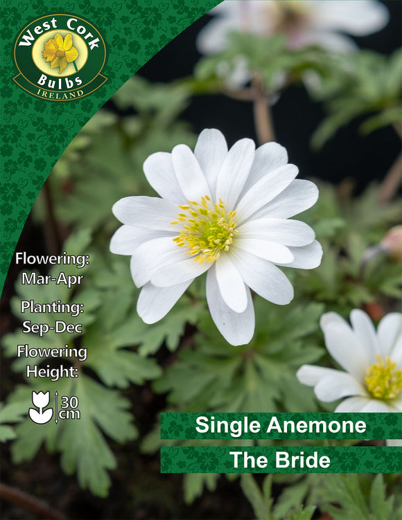Single Anemone The Bride - Green's of Ireland Online Garden Shop. Anemones, West Cork Bulbs, Daffodil Bulbs, Tulip Bulbs, Crocus Bulbs, Autumn Bulbs, Bulbs, Cheap Bulbs