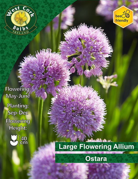 Allium Ostara - Green's of Ireland Online Garden Shop. Allium, West Cork Bulbs, Daffodil Bulbs, Tulip Bulbs, Crocus Bulbs, Autumn Bulbs, Bulbs, Cheap Bulbs