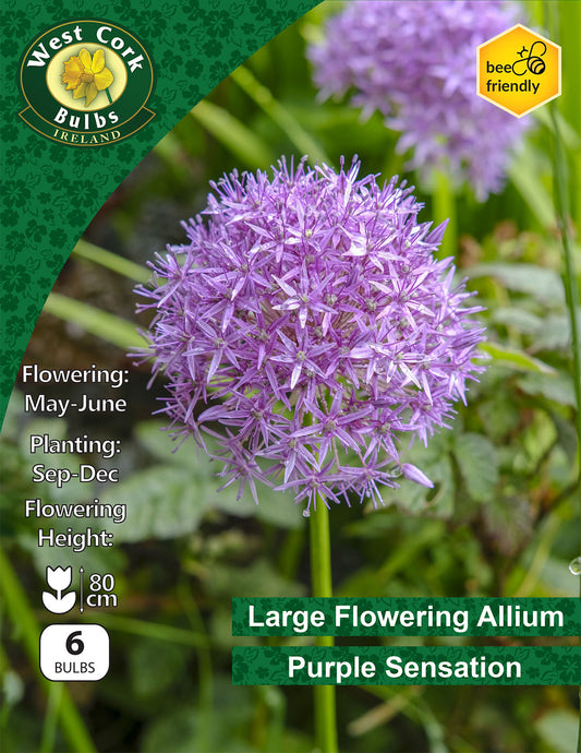 Allium Purple Sensation - Green's of Ireland Online Garden Shop. Allium, West Cork Bulbs, Daffodil Bulbs, Tulip Bulbs, Crocus Bulbs, Autumn Bulbs, Bulbs, Cheap Bulbs