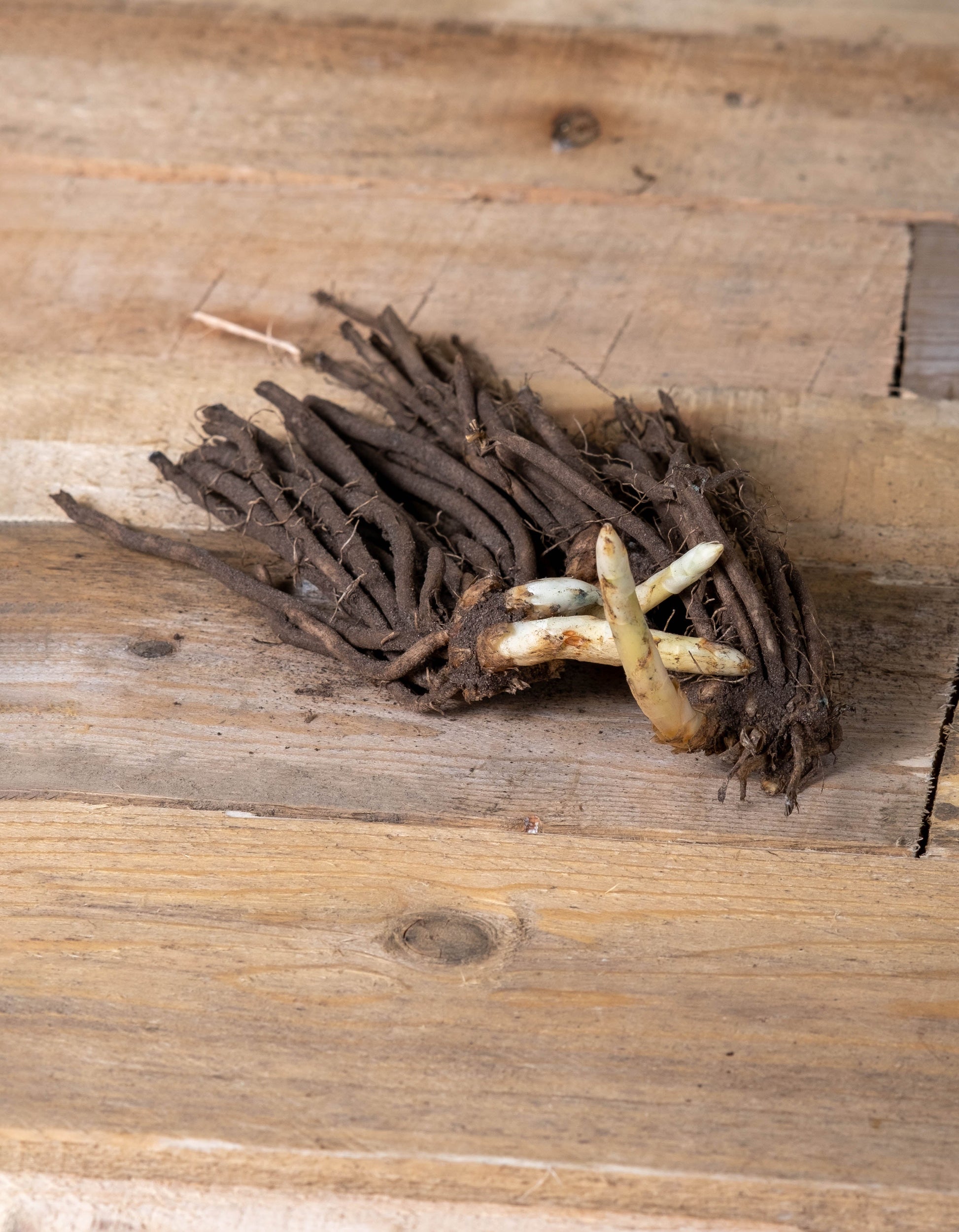 Asparagus 'Gijnlim' - Green's of Ireland Online Garden Shop.  Flower Bulbs, West Cork Bulbs, Daffodil Bulbs, Tulip Bulbs, Crocus Bulbs, Autumn Bulbs, Bulbs, Cheap Bulbs