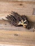 Asparagus 'Gijnlim' - Green's of Ireland Online Garden Shop.  Flower Bulbs, West Cork Bulbs, Daffodil Bulbs, Tulip Bulbs, Crocus Bulbs, Autumn Bulbs, Bulbs, Cheap Bulbs