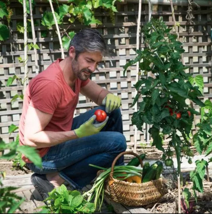 Gloves <p>"Colors"</p> - Green's of Ireland Online Garden Shop.  Gloves, BlackFox, Daffodil Bulbs, Tulip Bulbs, Crocus Bulbs, Autumn Bulbs, Bulbs, Cheap Bulbs