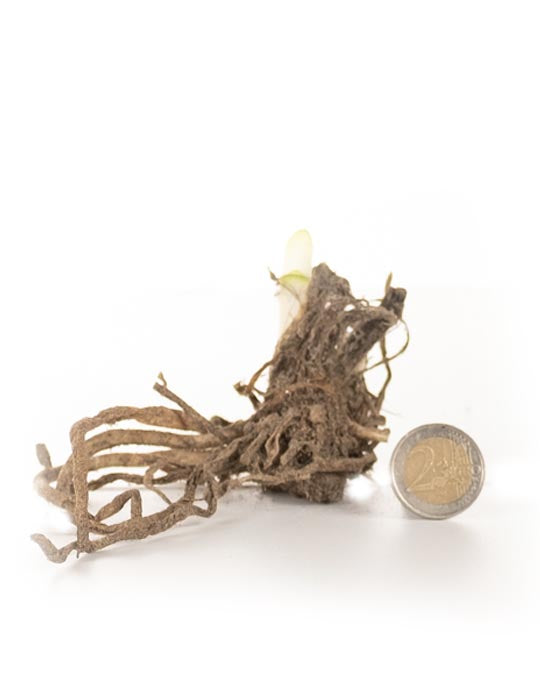 Agapanthus 'Dr Brouwer' - Green's of Ireland Online Garden Shop.  Flower Bulbs, West Cork Bulbs, Daffodil Bulbs, Tulip Bulbs, Crocus Bulbs, Autumn Bulbs, Bulbs, Cheap Bulbs