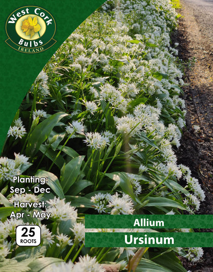 Allium Ursinum - WILD GARLIC - Green's of Ireland Online Garden Shop.  Allium, West Cork Bulbs, Daffodil Bulbs, Tulip Bulbs, Crocus Bulbs, Autumn Bulbs, Bulbs, Cheap Bulbs