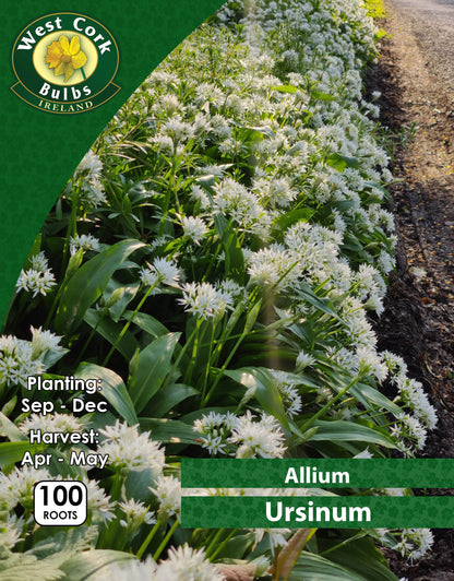 Allium Ursinum - WILD GARLIC - Green's of Ireland Online Garden Shop.  Allium, West Cork Bulbs, Daffodil Bulbs, Tulip Bulbs, Crocus Bulbs, Autumn Bulbs, Bulbs, Cheap Bulbs