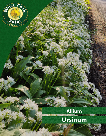 Allium Ursinum - WILD GARLIC - Green's of Ireland Online Garden Shop.  Allium, West Cork Bulbs, Daffodil Bulbs, Tulip Bulbs, Crocus Bulbs, Autumn Bulbs, Bulbs, Cheap Bulbs