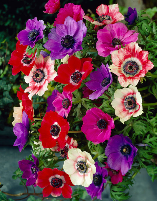 Anemone 'De Caen' 20 Bulbs Pack - Green's of Ireland Online Garden Shop.  Flower Bulbs, West Cork Bulbs, Daffodil Bulbs, Tulip Bulbs, Crocus Bulbs, Autumn Bulbs, Bulbs, Cheap Bulbs