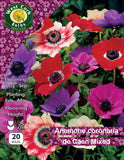 Anemone 'De Caen' - Green's of Ireland Online Garden Shop.  Flower Bulbs, West Cork Bulbs, Daffodil Bulbs, Tulip Bulbs, Crocus Bulbs, Autumn Bulbs, Bulbs, Cheap Bulbs