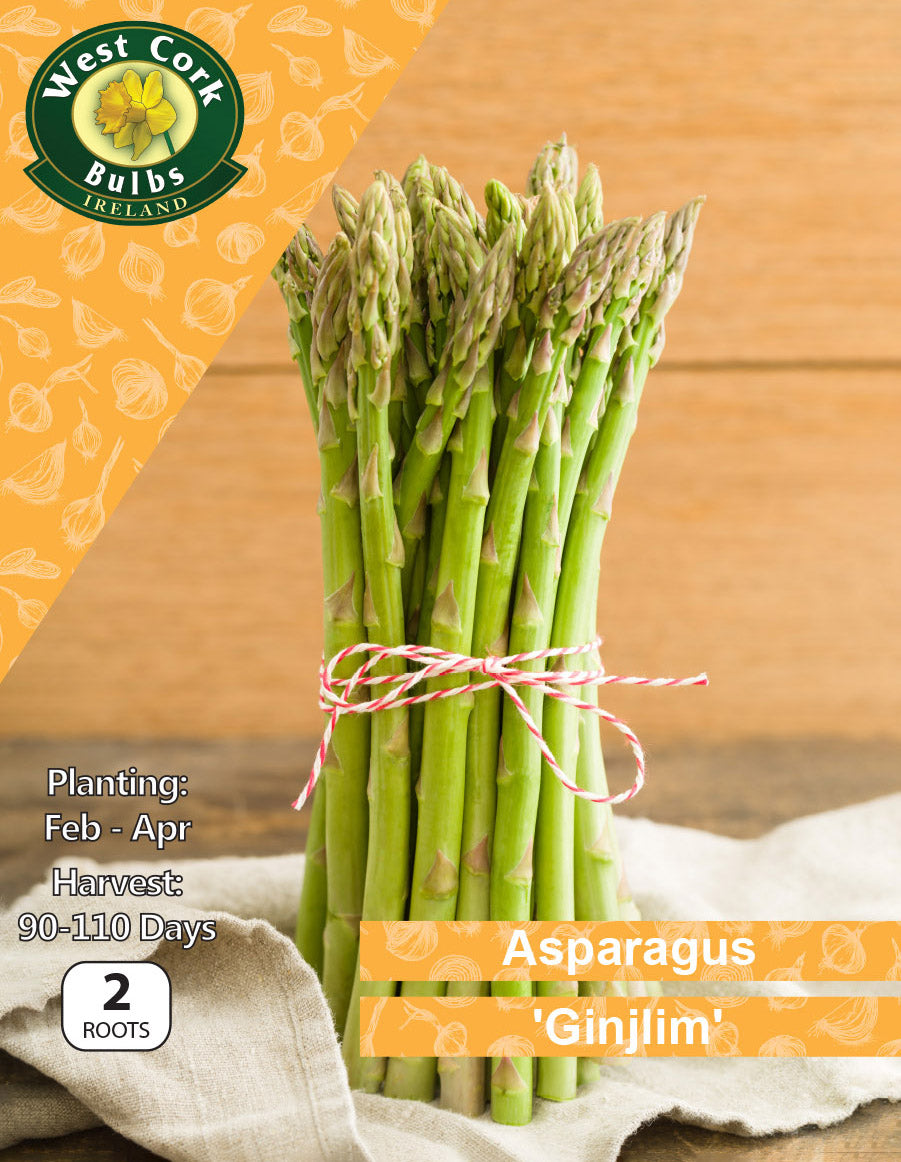 Asparagus 'Gijnlim'
