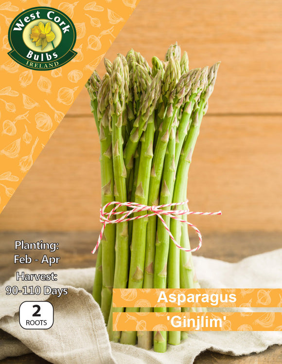 2 x Asparagus 'Gijnlim' Roots