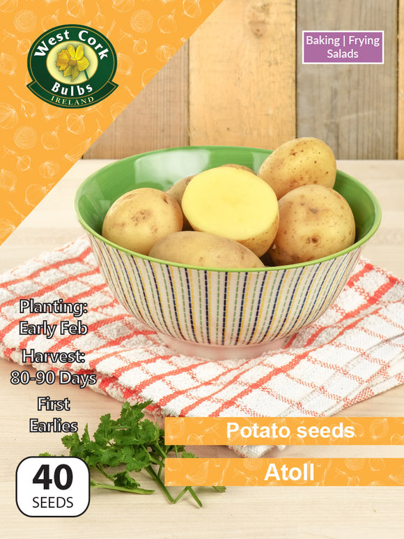 Potato seeds 'Atoll'