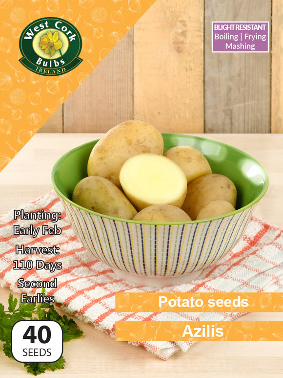 Potato seeds 'Azilis'