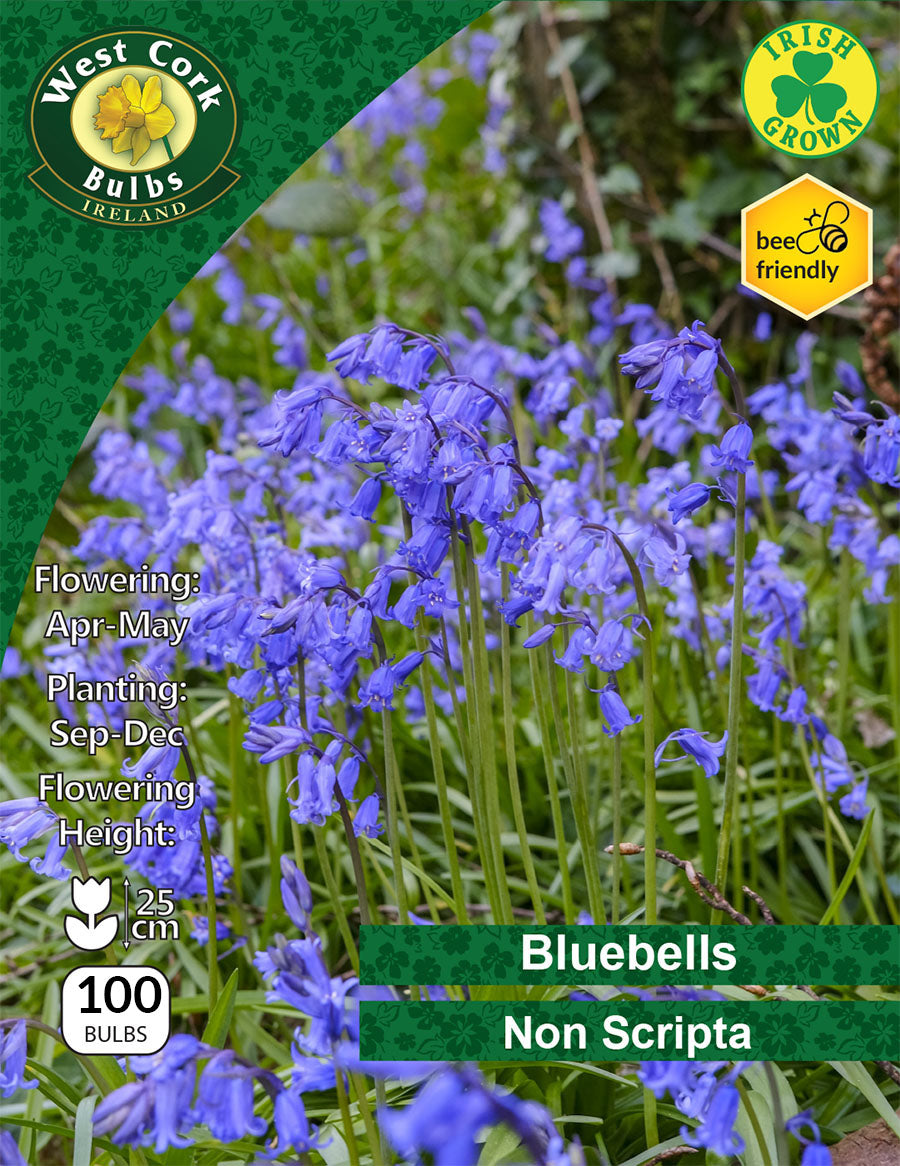 Irish Grown Bluebells Non-scripta LAST STOCK - Green's of Ireland Online Garden Shop.  Bluebells, West Cork Bulbs, Daffodil Bulbs, Tulip Bulbs, Crocus Bulbs, Autumn Bulbs, Bulbs, Cheap Bulbs