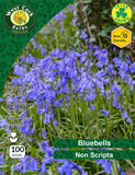 Irish Grown Bluebells Non-scripta LAST STOCK - Green's of Ireland Online Garden Shop.  Bluebells, West Cork Bulbs, Daffodil Bulbs, Tulip Bulbs, Crocus Bulbs, Autumn Bulbs, Bulbs, Cheap Bulbs